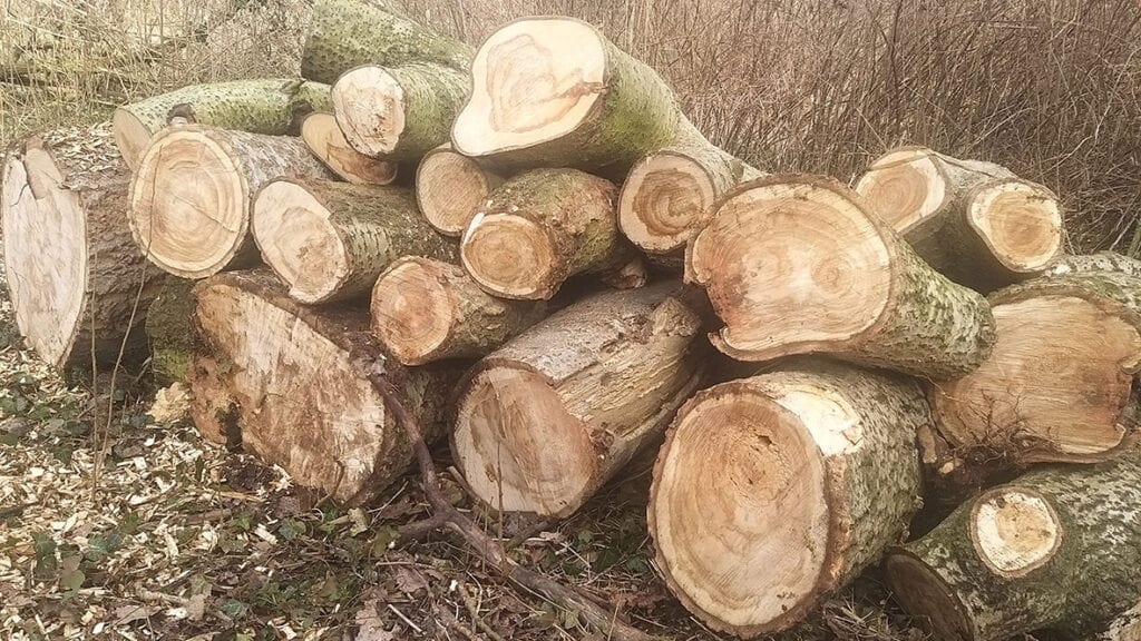 Log pile built by the fallen rotten tree in Bure Park